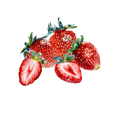 Strawberry. Botanical watercolor illustration of red strawberry.