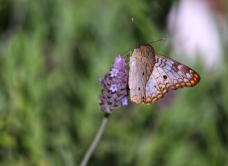 Photograph of a beautiful butterfly resting on a plant in the garden.