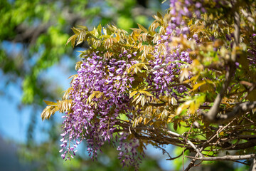 藤の花　初夏のイメージ