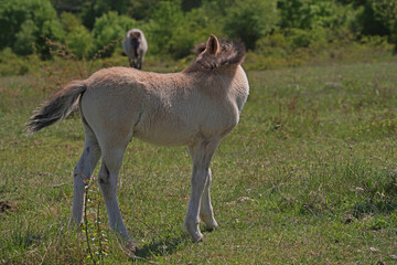 Konik wild horse foal in the meadow