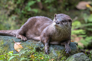 カワウソのポートレート