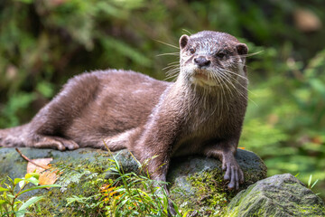 カワウソのポートレート