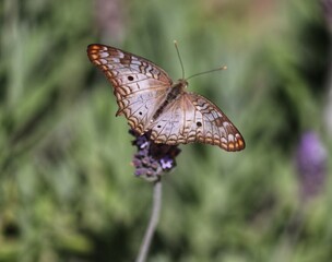 Photograph of a beautiful butterfly resting on a plant in the garden.