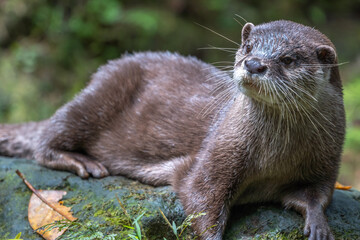 カワウソのポートレート