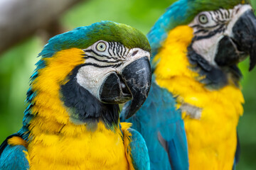 ルリコンゴウインコのポートレート