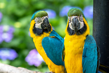 ルリコンゴウインコのポートレート