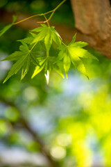 緑のもみじ　初夏のイメージ