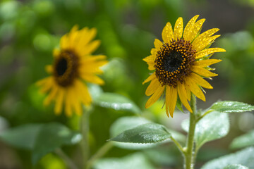 ひまわりの花　夏のイメージ