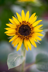 ひまわりの花　夏のイメージ