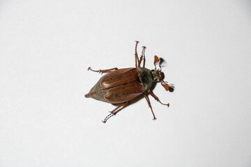 Cockchafer