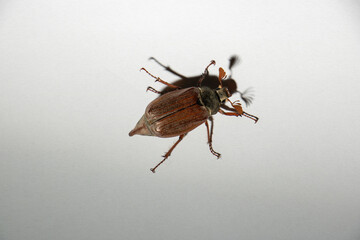 Cockchafer