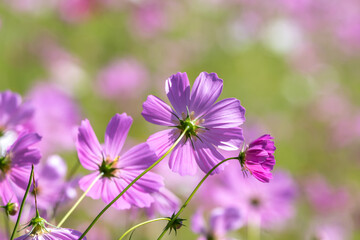 コスモスの花　秋のイメージ