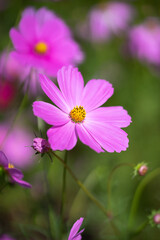 Fototapeta premium コスモスの花 秋のイメージ