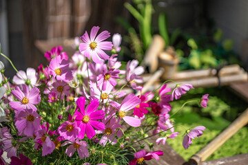 コスモスの花　秋のイメージ