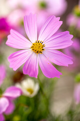 コスモスの花　秋のイメージ