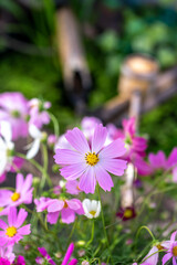 Fototapeta premium コスモスの花 秋のイメージ