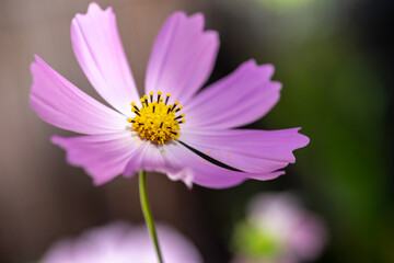 Fototapeta premium コスモスの花 秋のイメージ