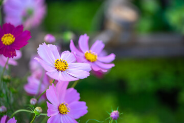 コスモスの花　秋のイメージ