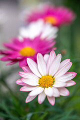 マーガレットの花　春のイメージ