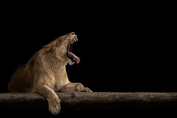 Lioness roaring. Portrait of angry lion.