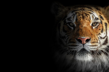 Color portrait of a tiger on a black background	