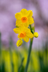 水仙の花　初春イメージ