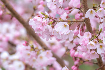 桜の花　春のイメージ