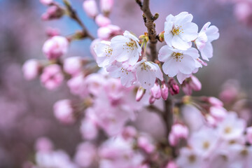 Obraz premium 桜の花 春のイメージ