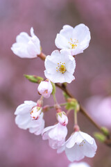桜の花　春のイメージ