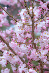 桜の花　春のイメージ