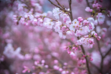 桜の花　春のイメージ