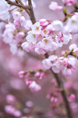 Fototapeta na wymiar 桜の花　春のイメージ