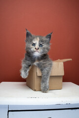 tortie maine coon kitten inside of tiny cardboard box looking at camera
