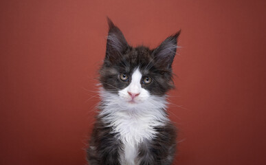 shy tuxedo kitten portrait on red brown background with copy space
