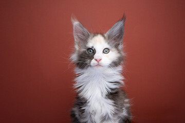 beautiful white calico maine coon kitten portrait on red brown background with copy space