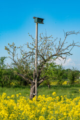 Ein Vogelnistplatz auf einem Holzmast auf einer Streuobstwiese mit Apfelbaum und unscharfen Rapsblüten im Vordergrund