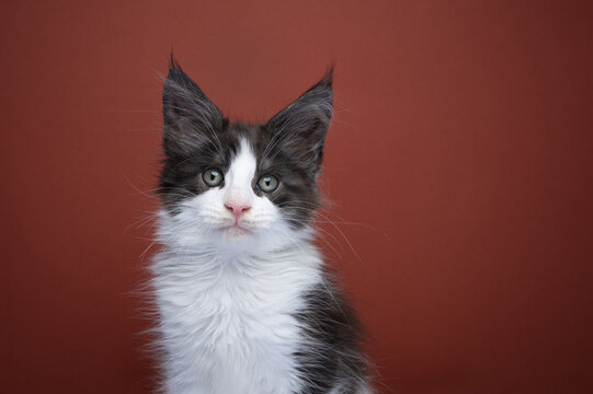 Tuxedo Maine Coon Kitten Portrait On Red Brown Background With Copy Space