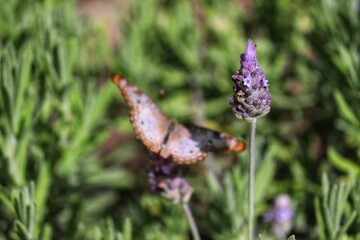The beauty of the lavender flower.