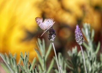 Photograph of a beautiful butterfly resting on a plant in the garden.