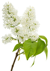 Flowers of white lilac, isolated on white background