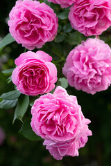 Fototapeta premium 薔薇