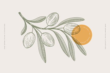 Hand-drawn olive branch with fruits and leaves in engraving style. The concept of organic products. Can be used for cosmetics, menu and packaging design. Vintage botanical illustration. © KOSIM