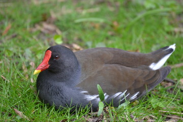 A water bird with a red beak