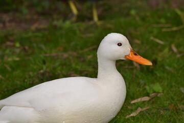 Obraz premium A white swan with orange beak on a green field