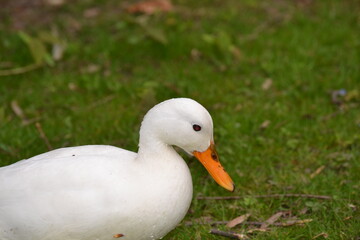 A white swan with orange beak on a green field