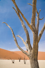 Old dead trees with weathered dry wood in front of orange-colored dunes and deep blue sky in Deadvlei, Namibia. 