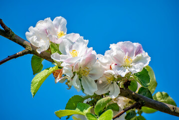 Freigestellte Apfelblüten in Nahaufnahme vor unscharfem Hintergrund