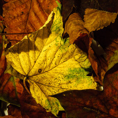 Bunch of golden coloured leaves