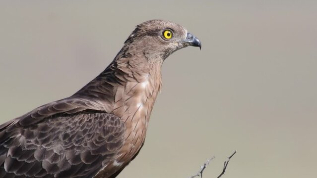 Portrait of European Honey Buzzard Pernis apivorus in the wild.