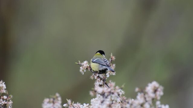 Great tit Parus major in the wild. A bird is sitting on a flowering branch.